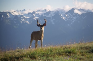 hert op de groene weide | Portland  OR